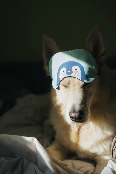 成年金毛猎犬